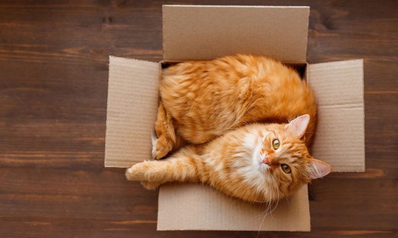 8 façons de réutiliser vos emballages au profit des animaux