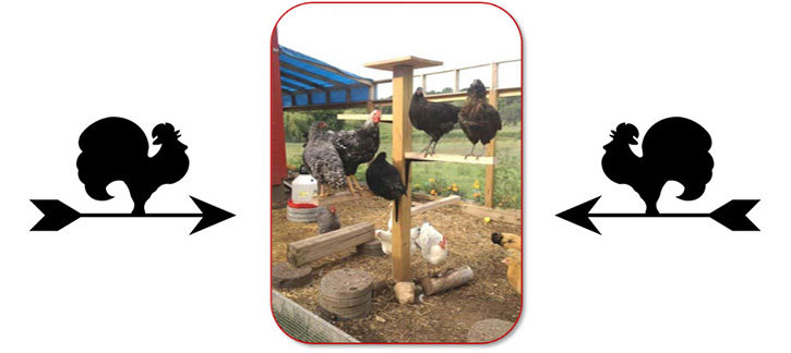 Zitstok van pallets voor kippen