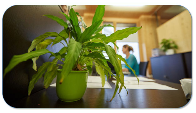 Verzorg je planten en bestrijd de hitte op kantoor